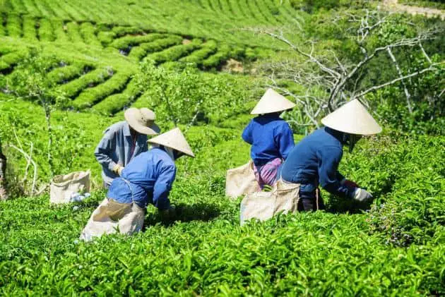 Farmers working at the tea plantation in Japan 