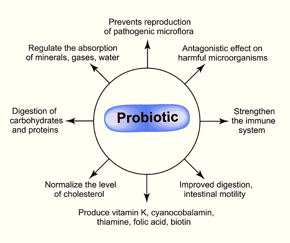 functions of probiotics