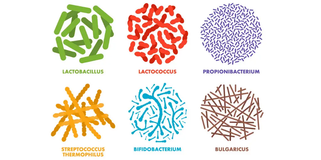 Different probiotic strains