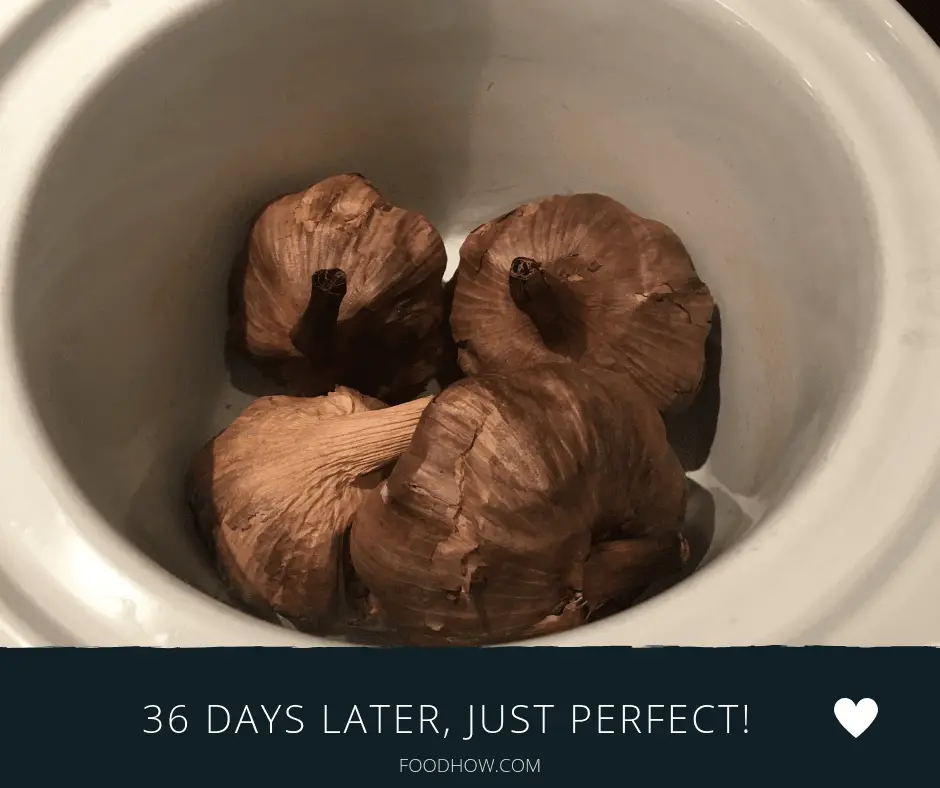 Aged garlic after 36 days in a crockpot