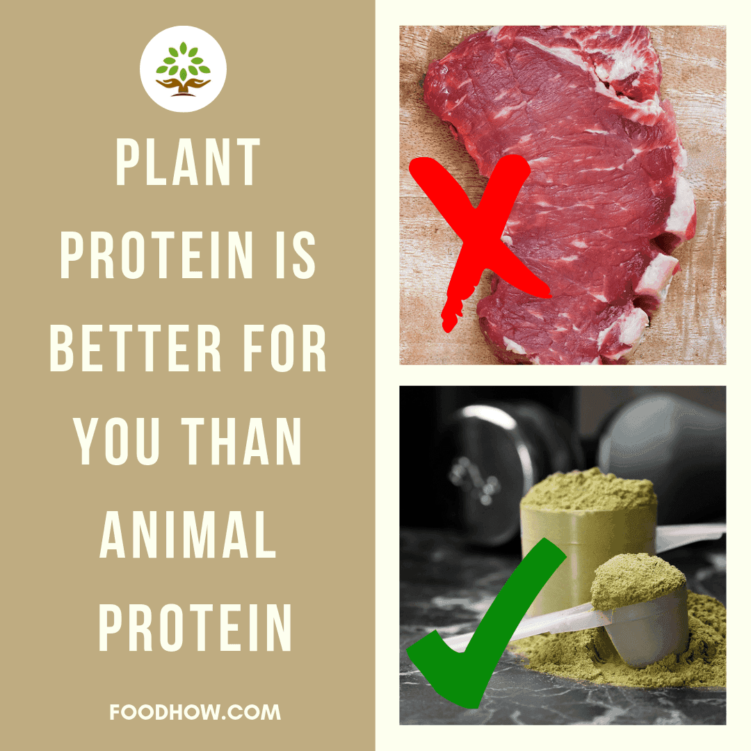 Plant protein vs animal protein