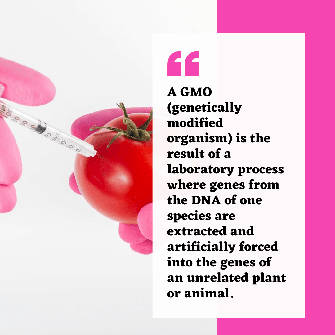 GMO Tomato 