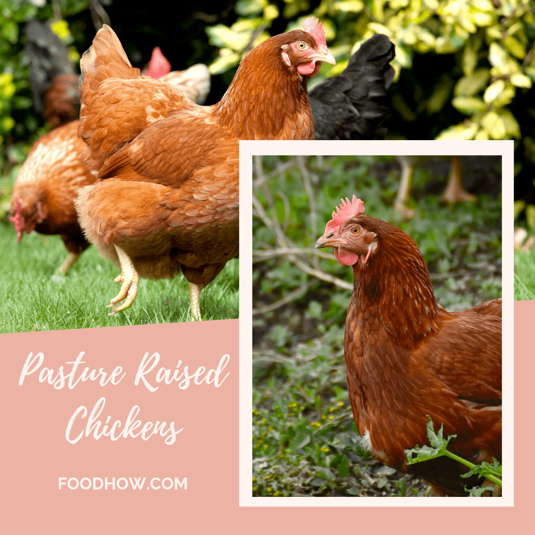 Pasture raised chickens