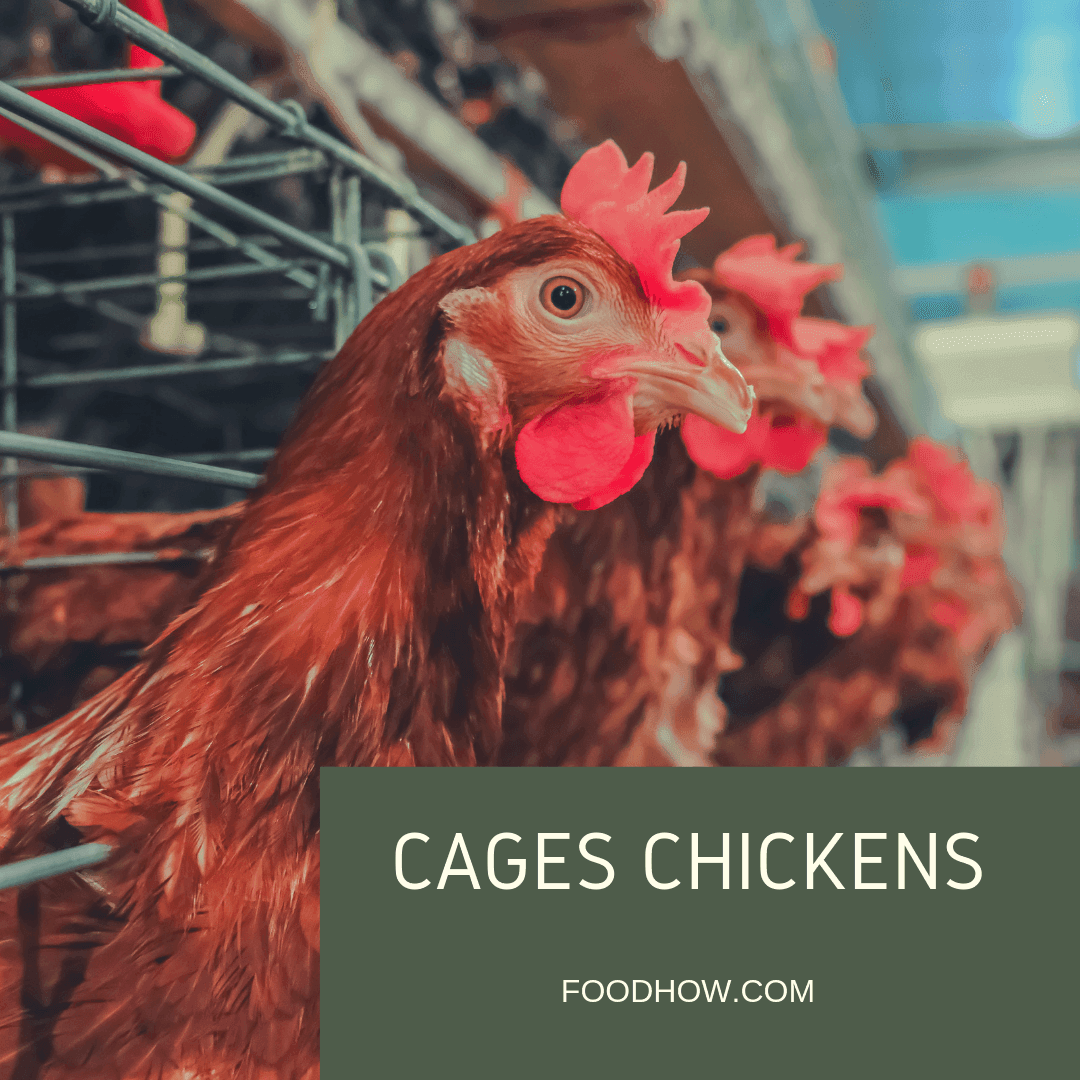Battery cages chickens