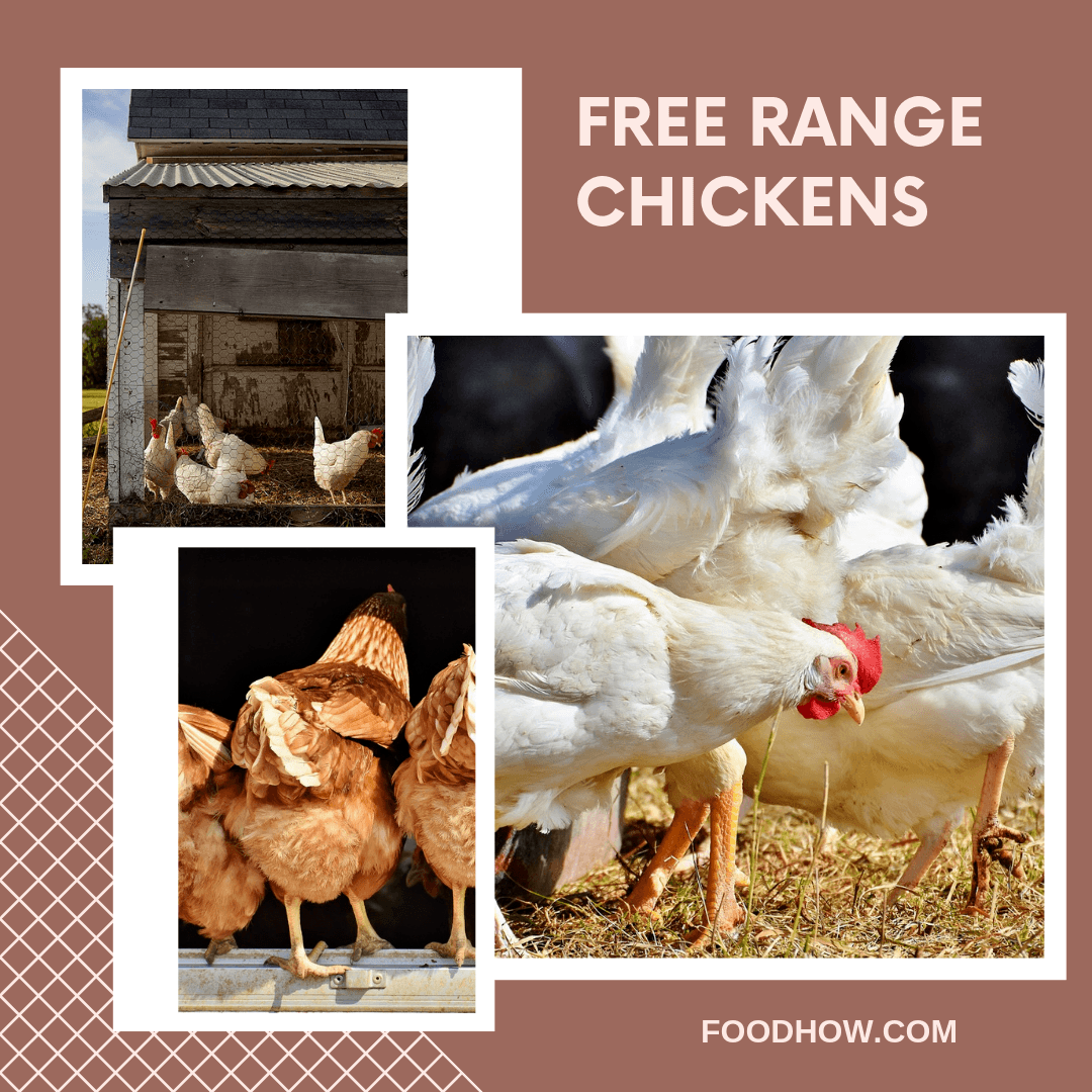 free range chickens