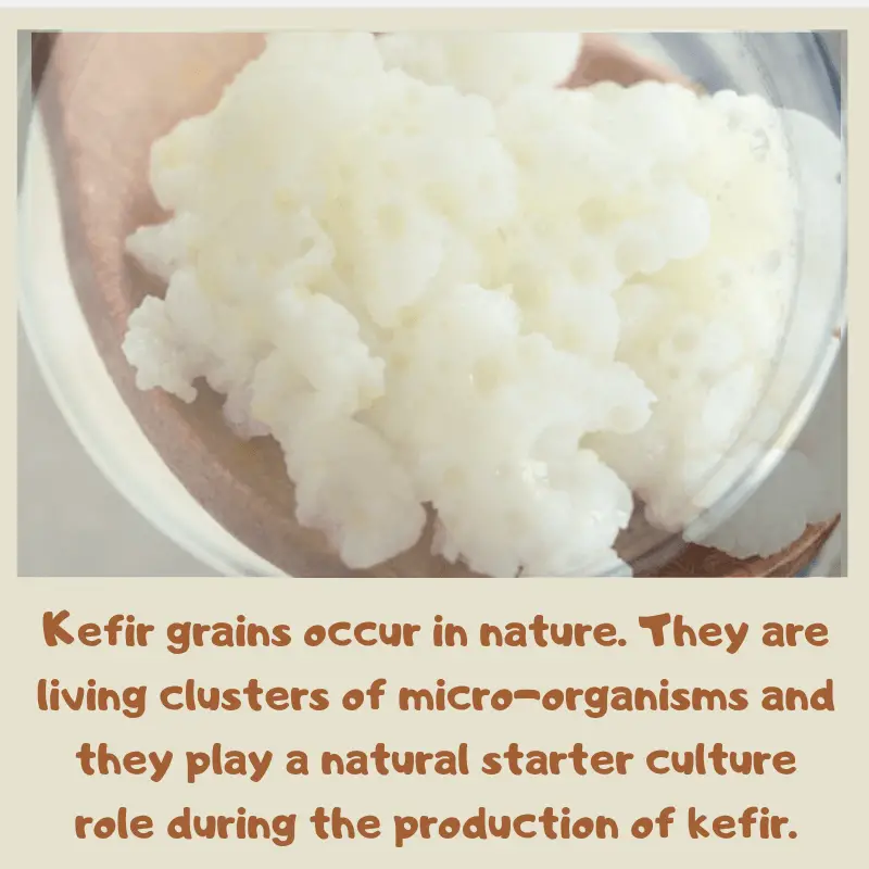 kefir grains