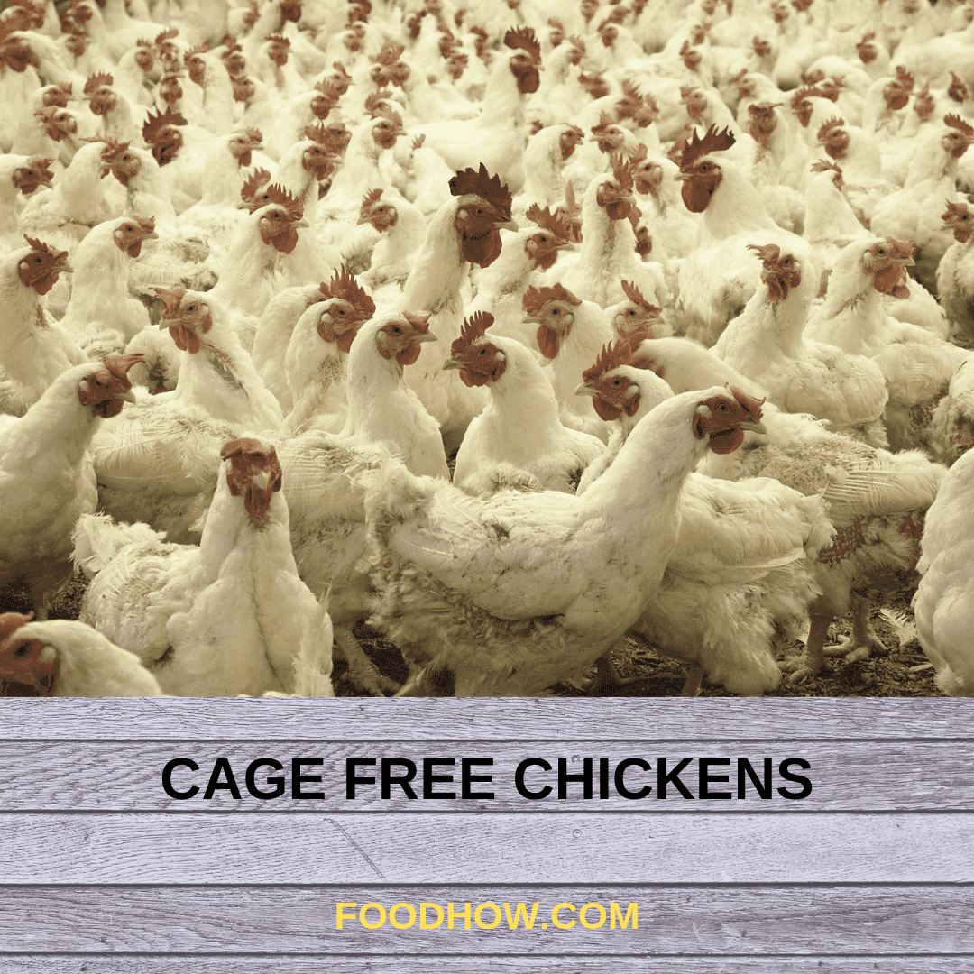 Cage free chickens