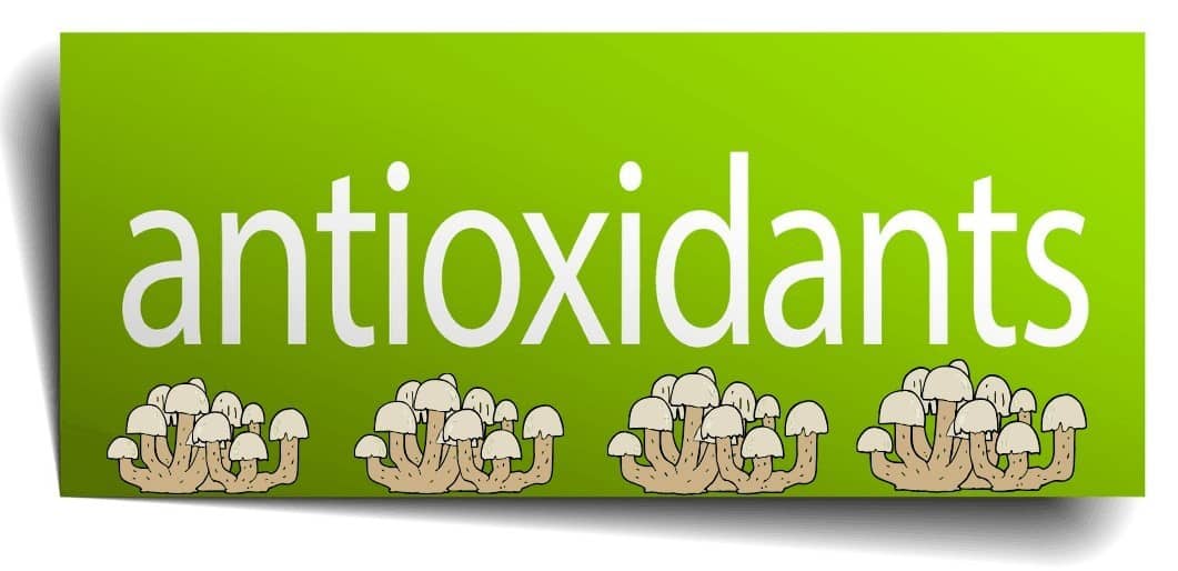 antioxidant-rich fungi