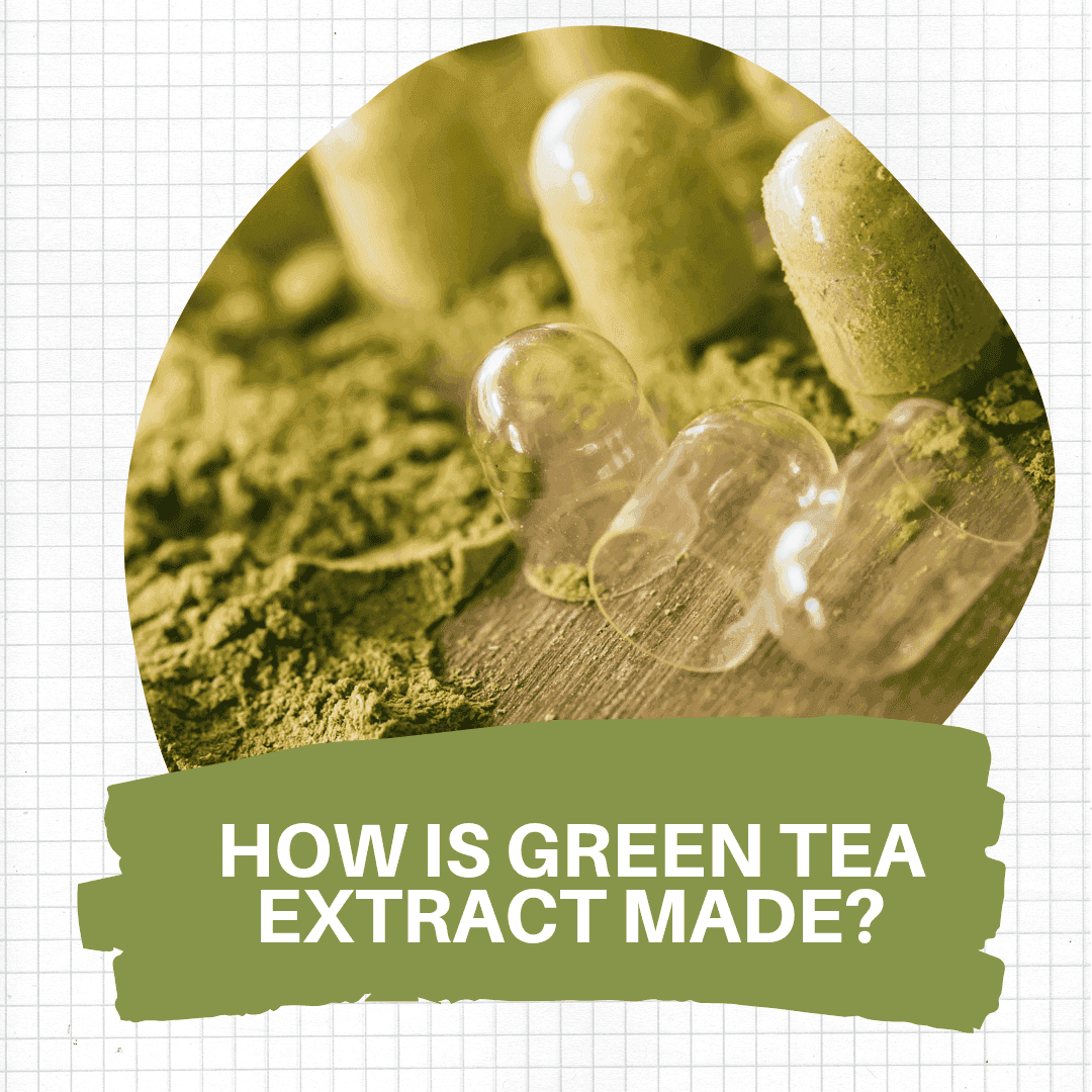 making of green tea extract