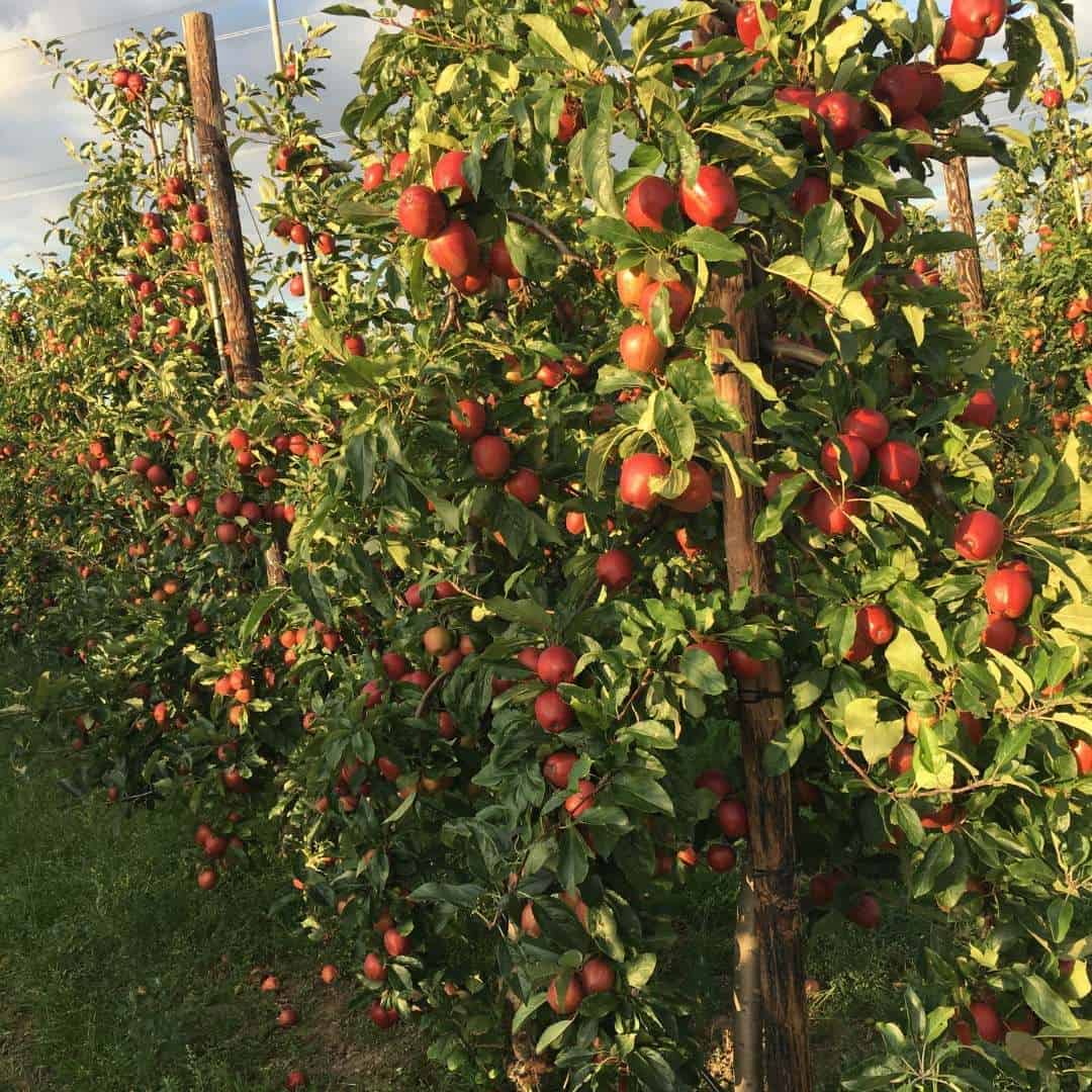 orchard apple trees