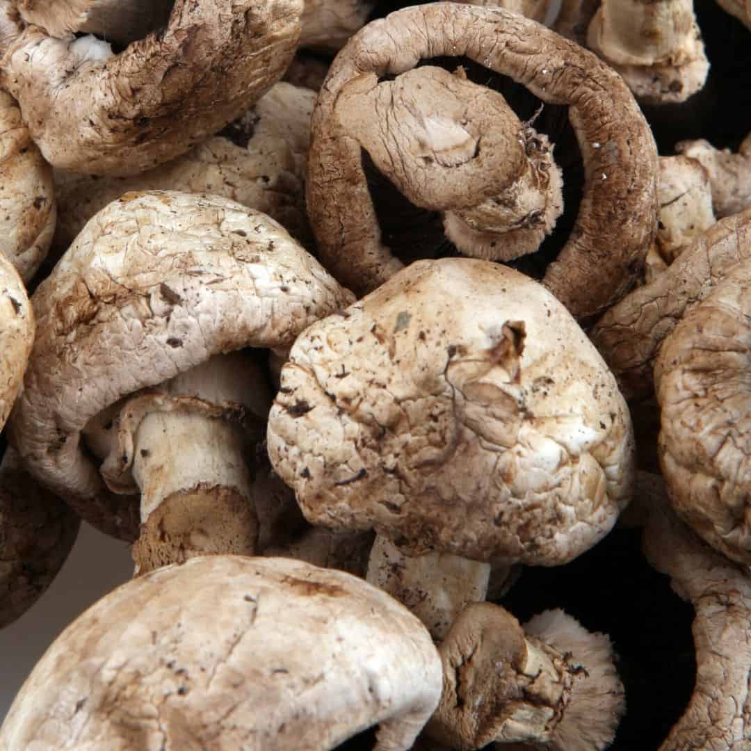Portabello mushrooms gone bad