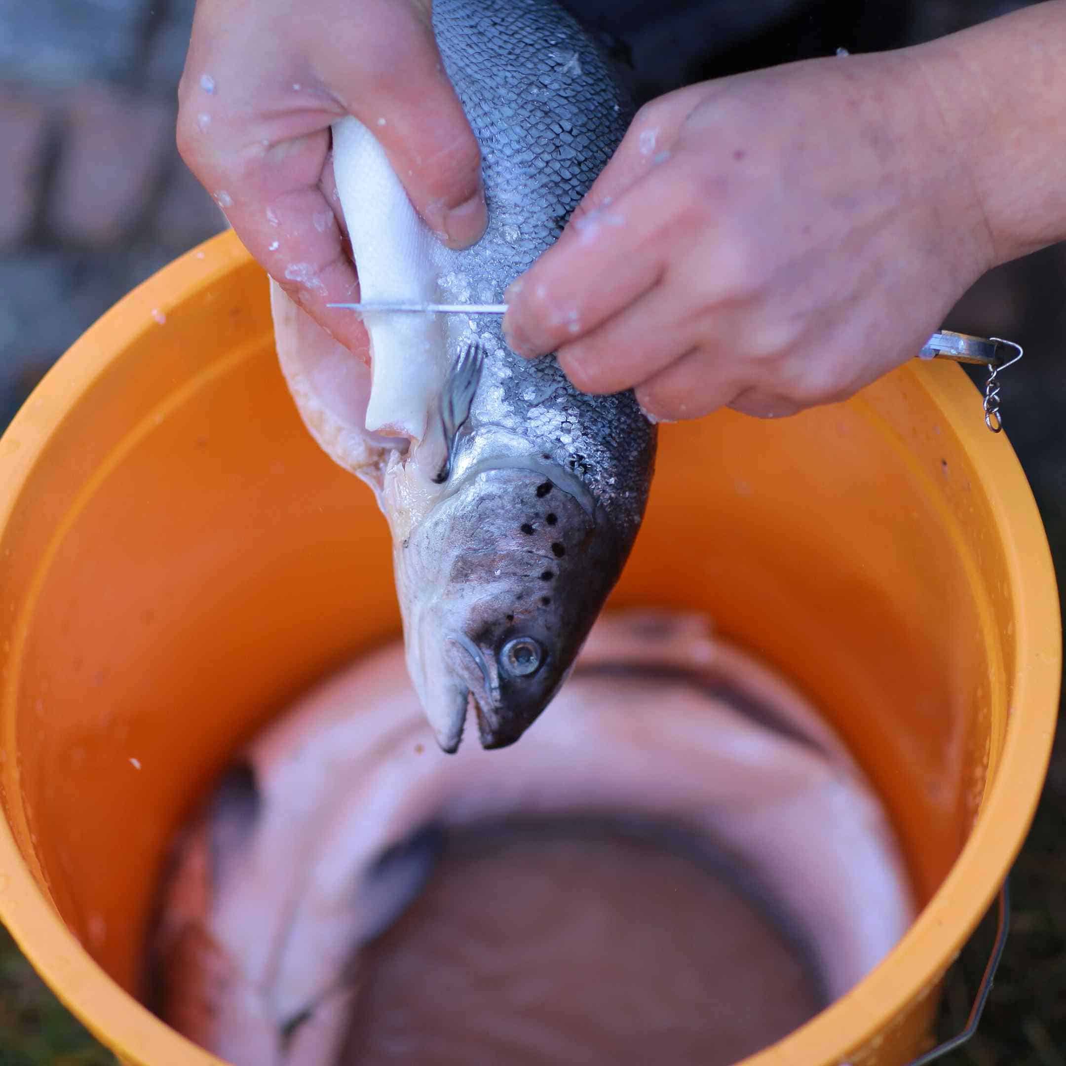 The process of bleeding out the fish 