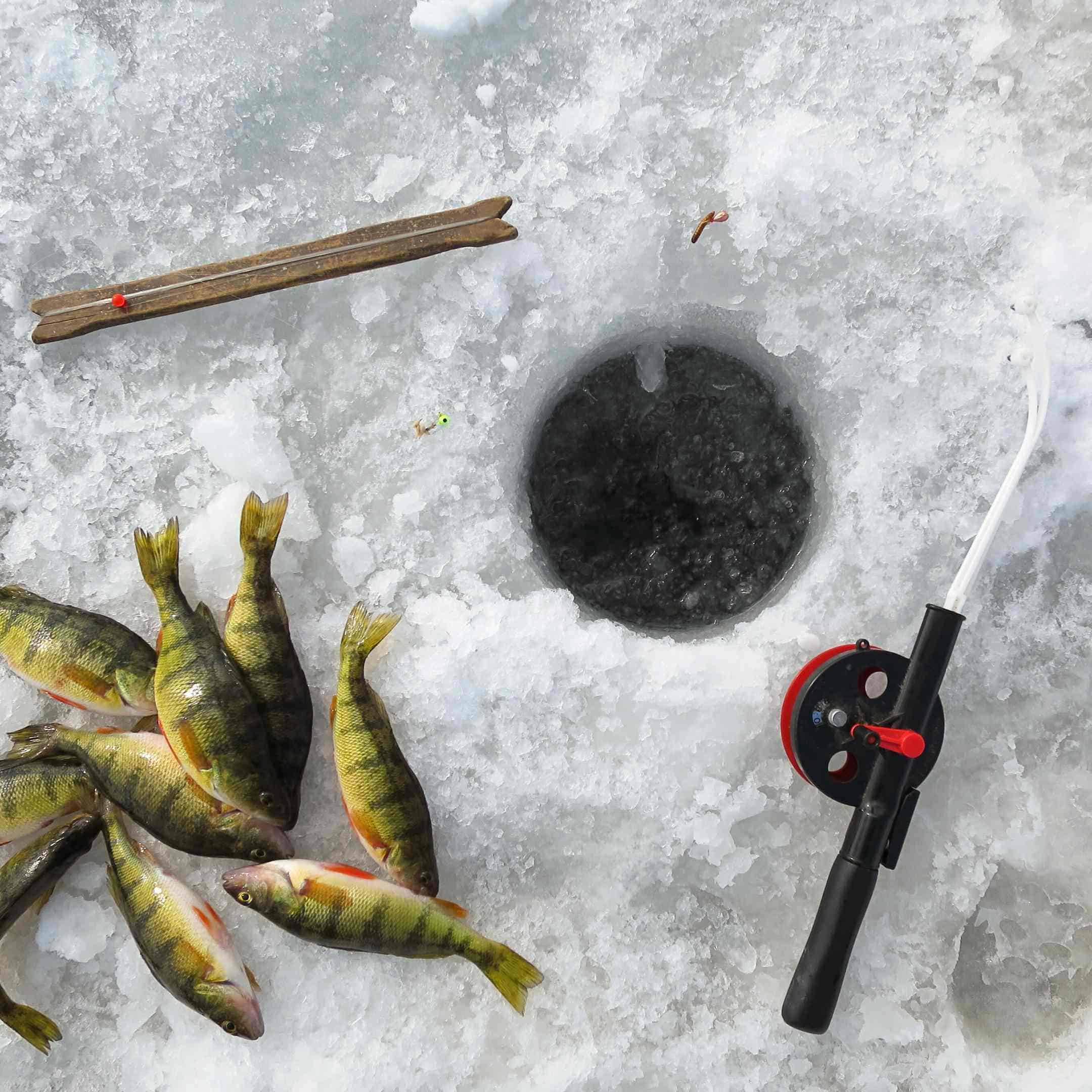 Keeping Fish Fresh On Ice