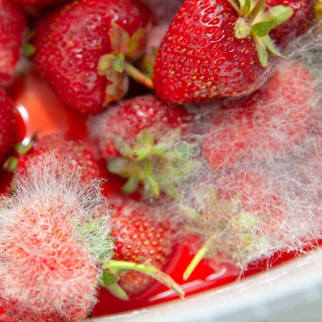 A grayish-white fuzz on a strawberry 