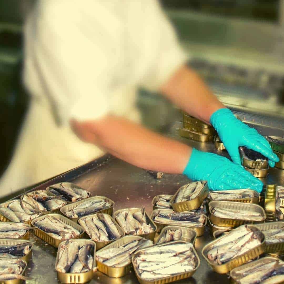 sardine canning process