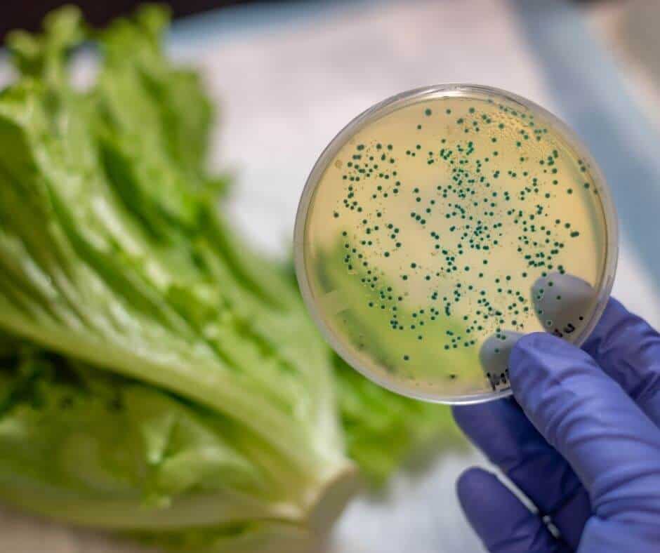 contaminated lettuce