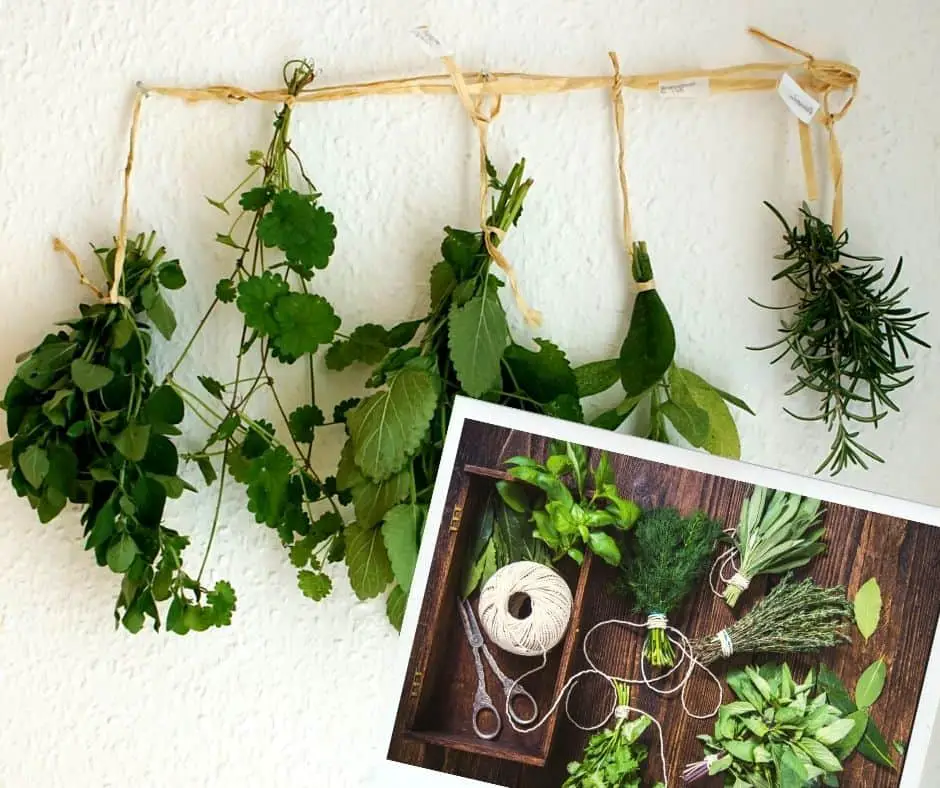 hanging the bunches up to dry