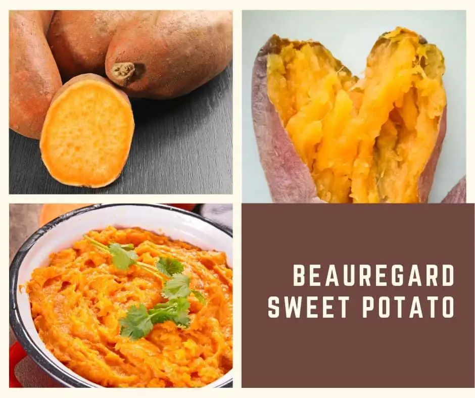Beauregard sweet potato