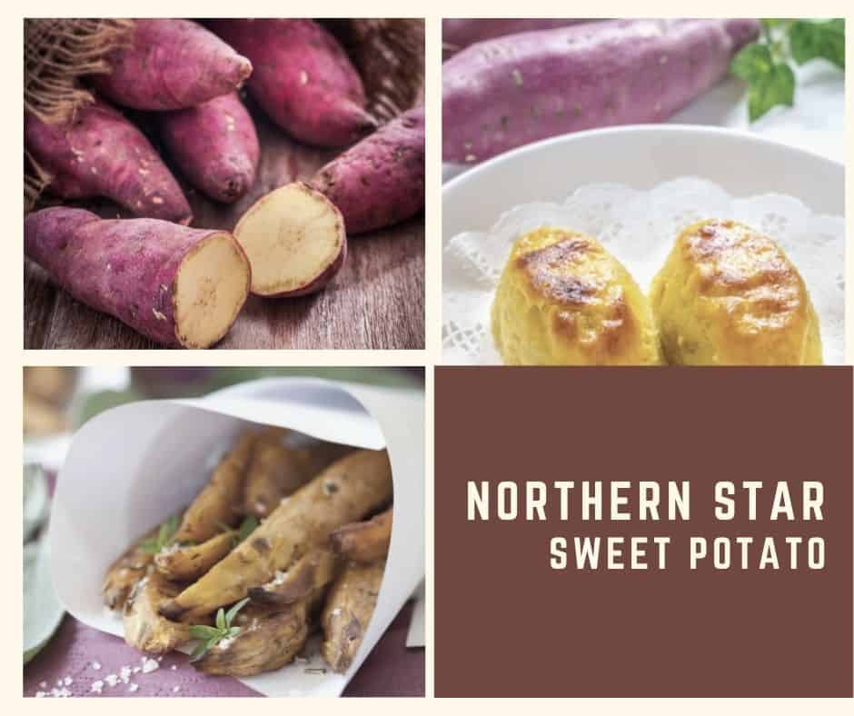 Northern Star sweet potato