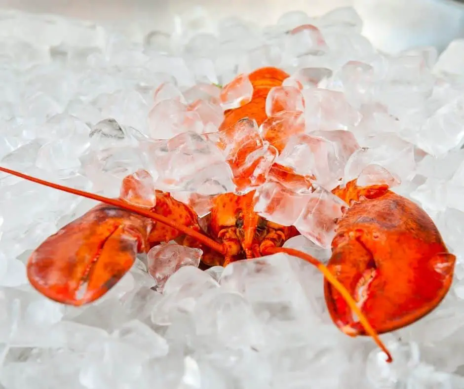 freezing cooked lobster