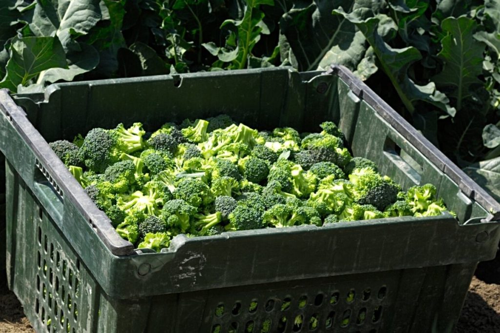 vegetable production of broccoli