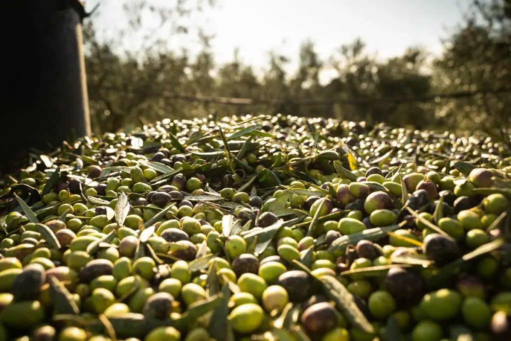 Spanish olive production
