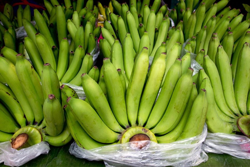 cavendish banana production worldwide