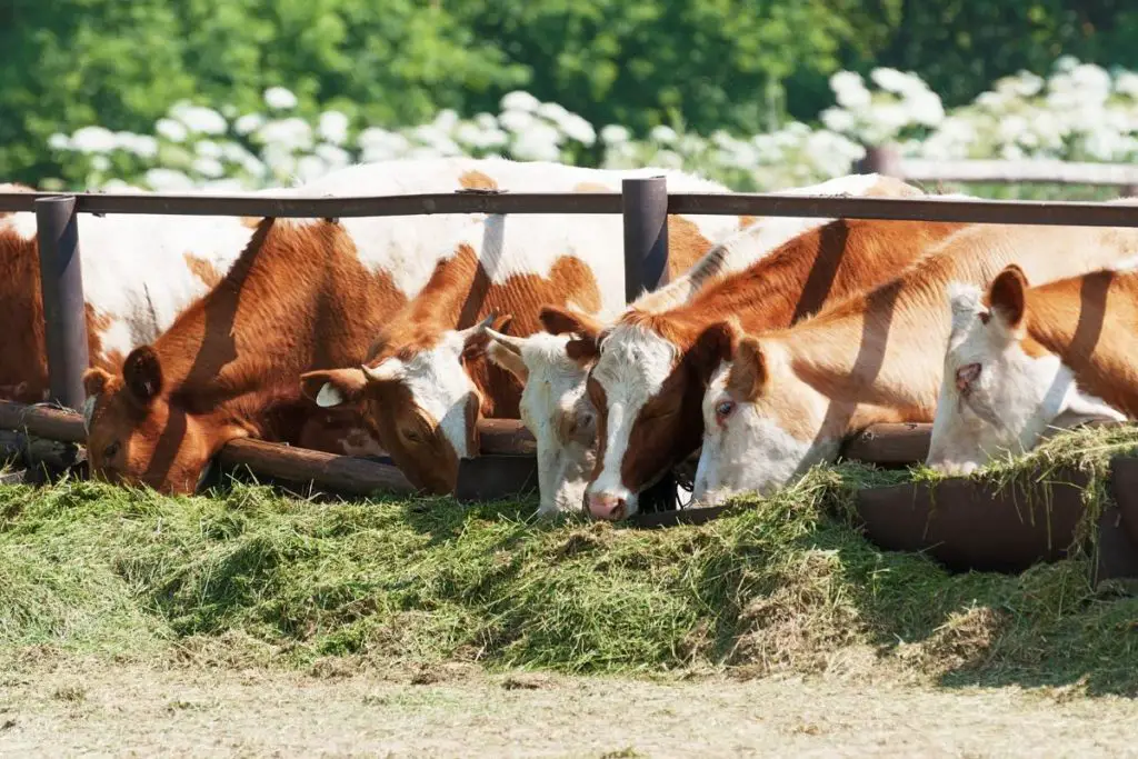 herd of cows 