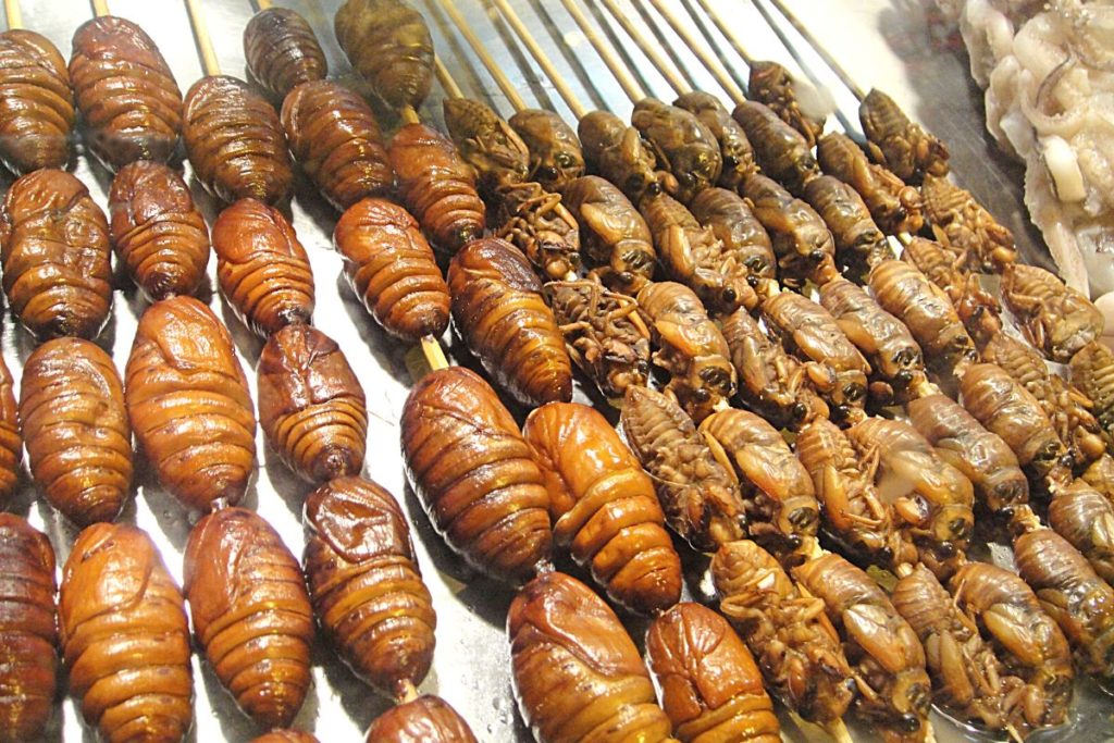 Edible insects novelty food
