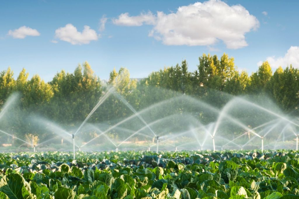 irrigation food crops
