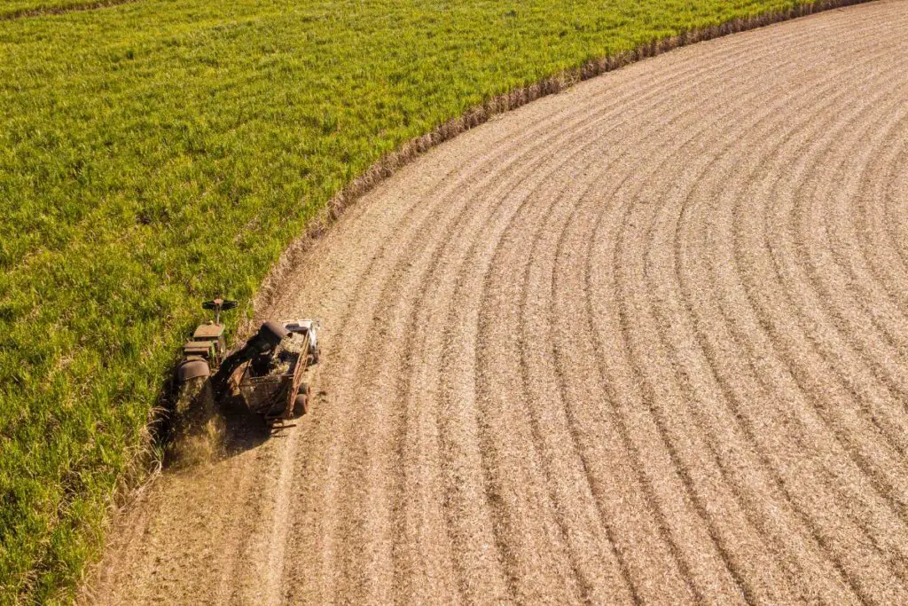 farmer harvesting sugarcane crop