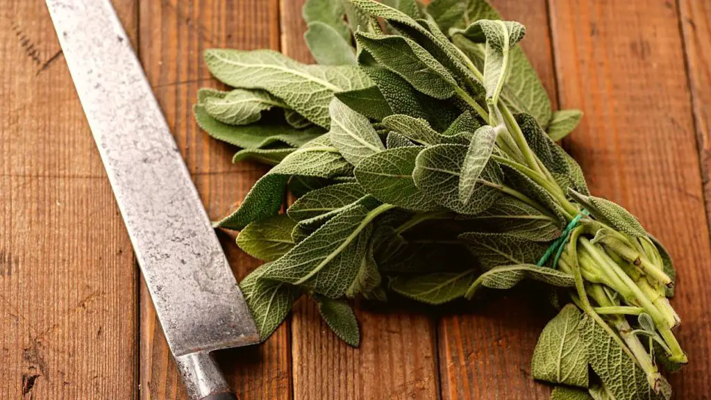 fresh sage 