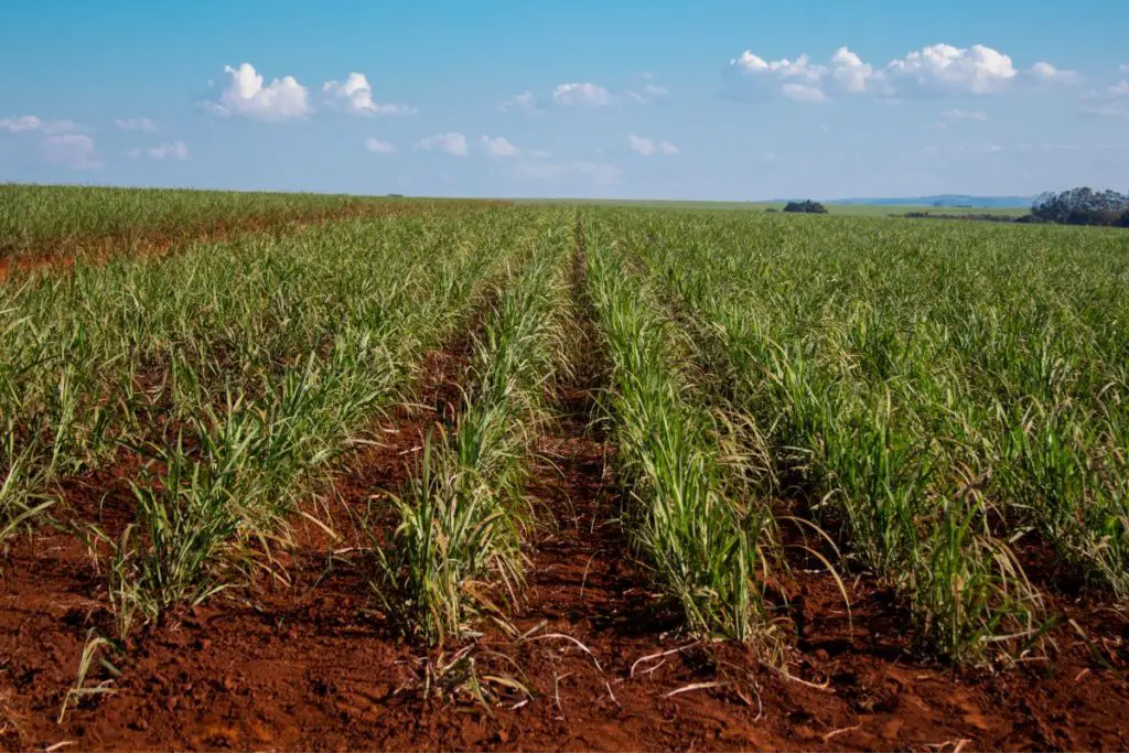 Brazil's sugar cane production
