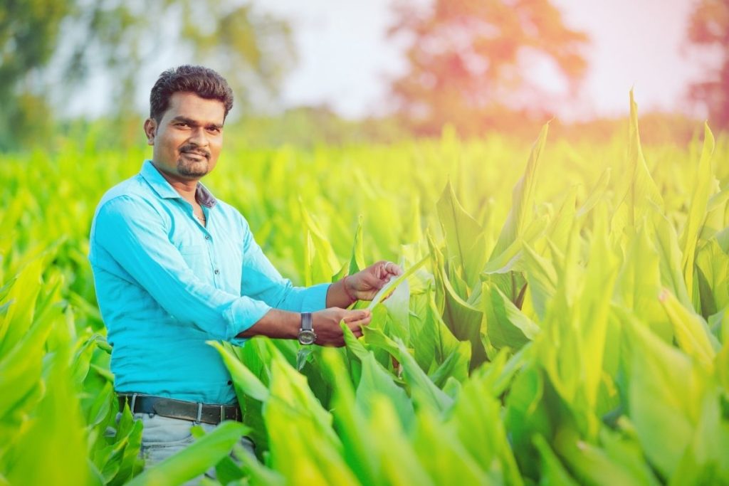 Indian farmer working in the field 