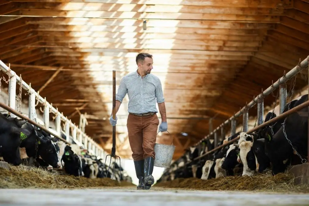 a large dairy farm in the United States