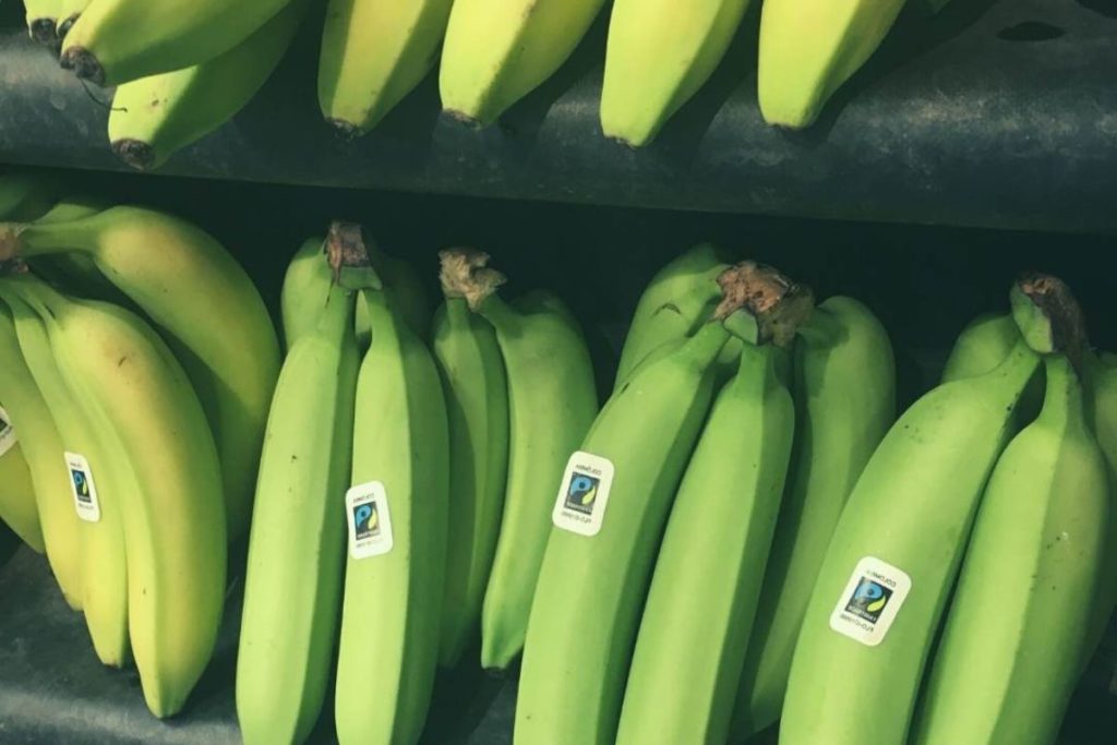 green bananas in the supermarket