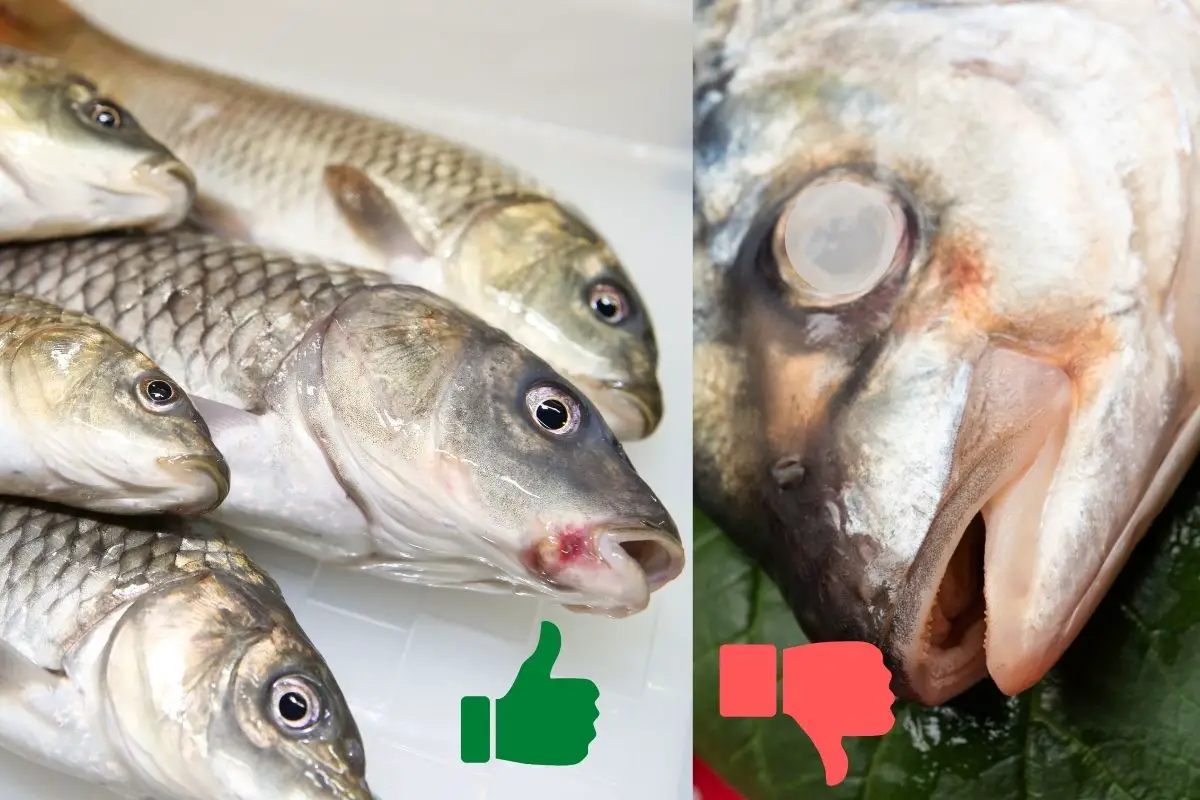 How To Remove Fishy Taste And Smell From Fish? (5 Effective Methods)