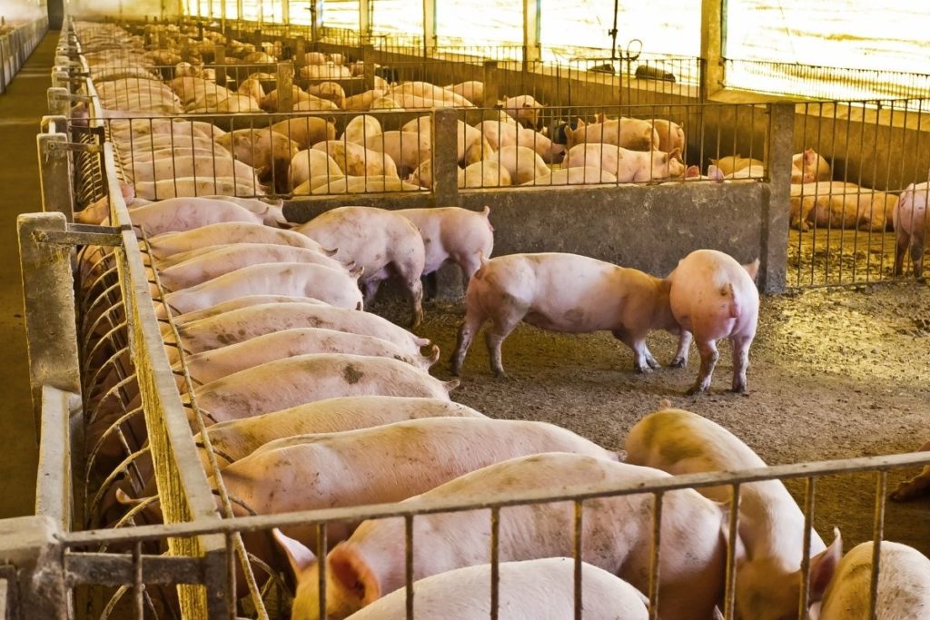 pig farming in China