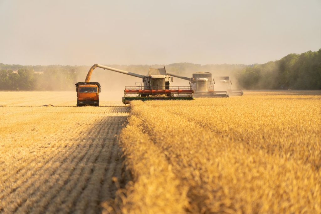 Russia wheat harvest