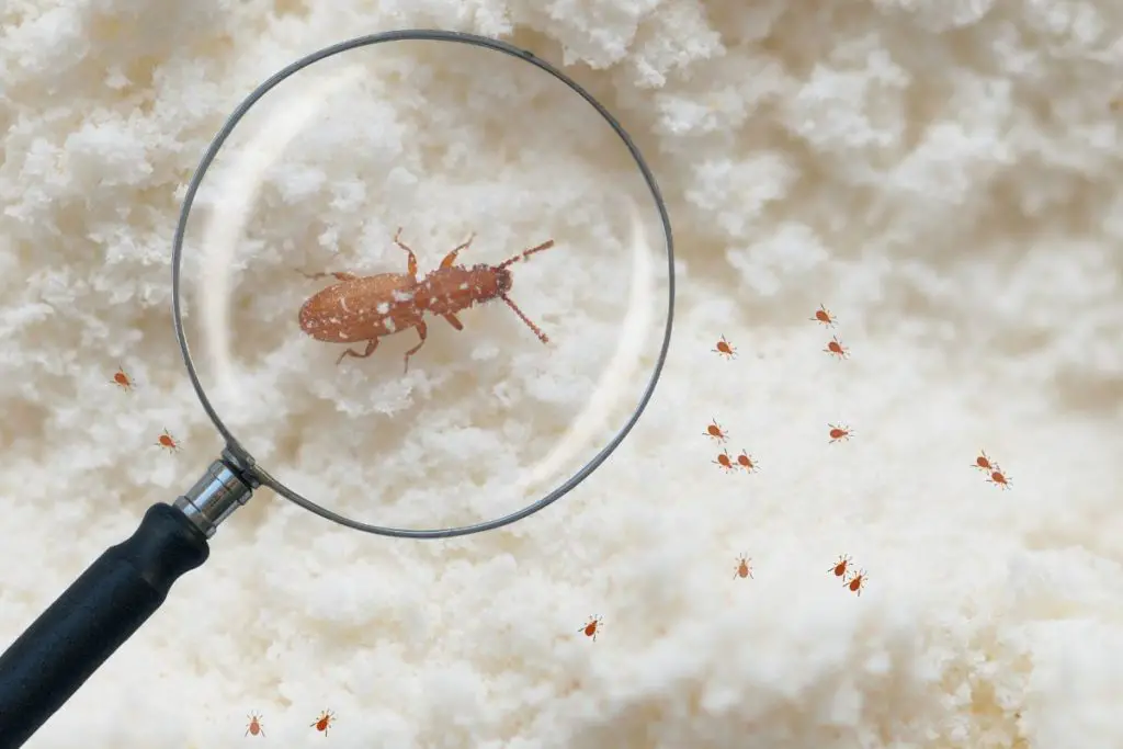 weevils live and feed inside a flour