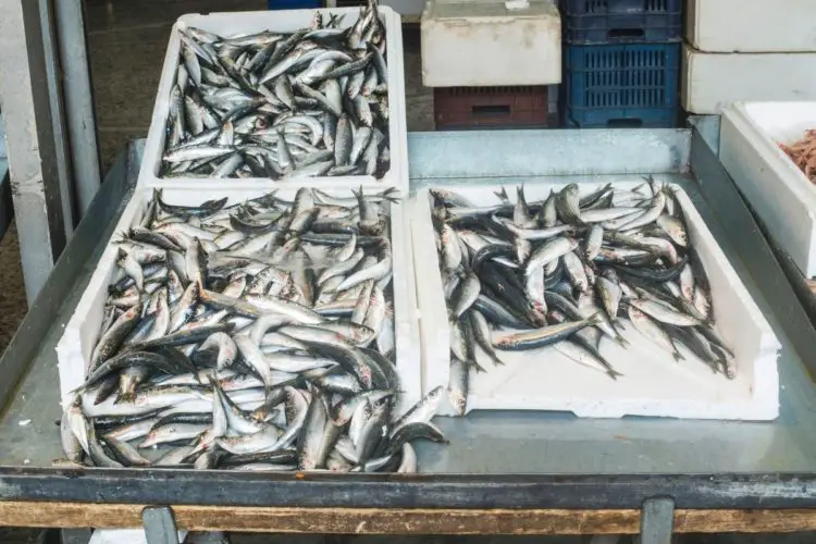 How To Remove Fishy Taste And Smell From Fish? (5 Effective Methods)