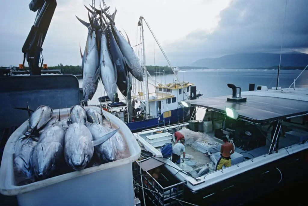 commercial tuna fishing