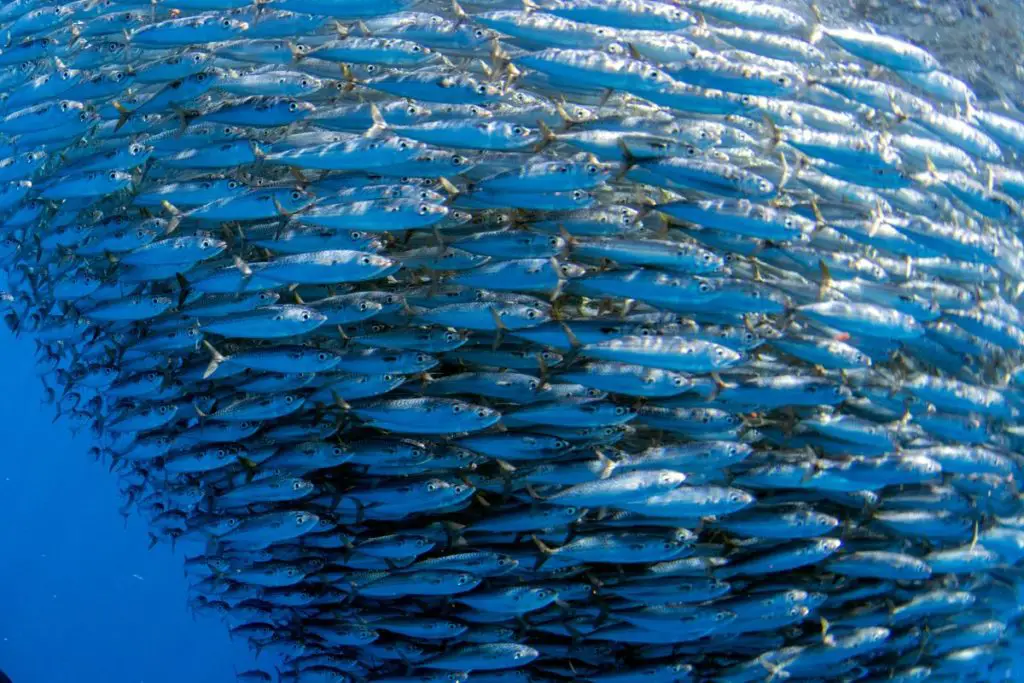 Sardine, also known as pilchard, sustainability 