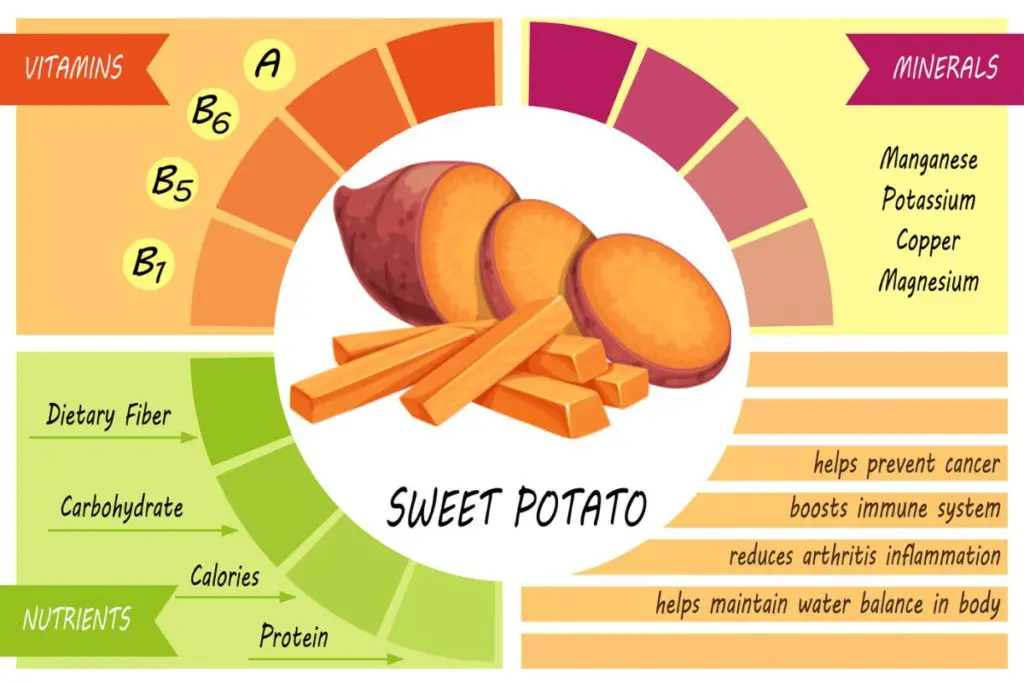 infographic raw sweet potato benefits