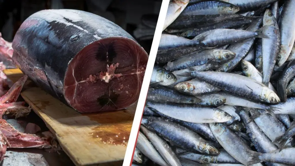 comparing tuna and sardines
