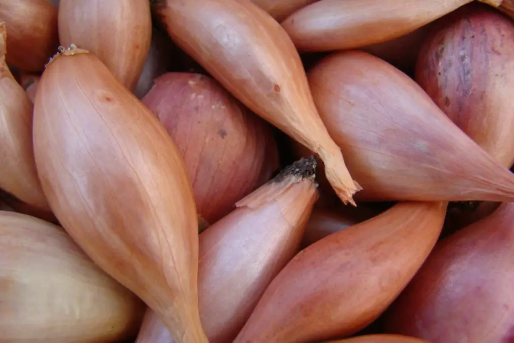 Shallots in the grocery store 