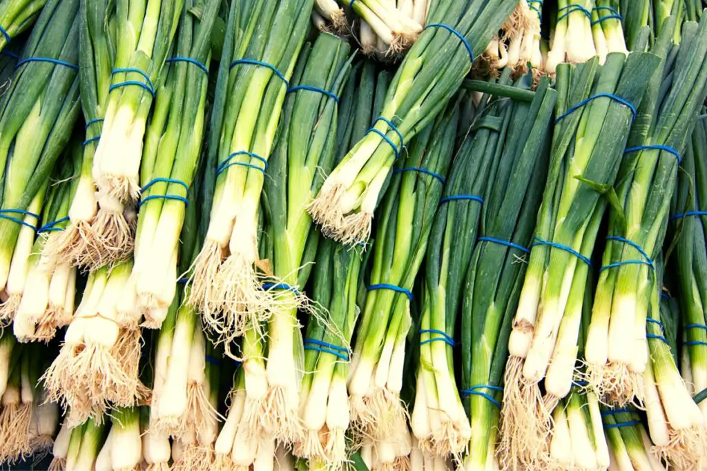 green tops of scallions