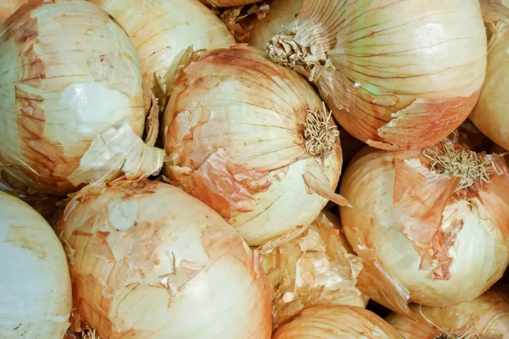Vidalia onions 