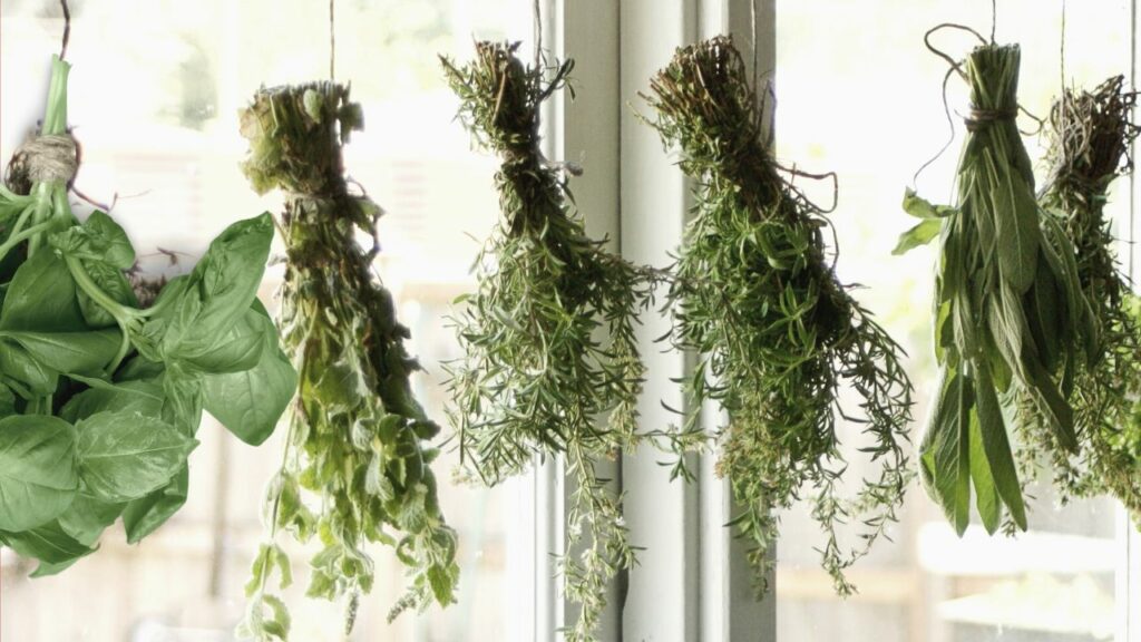 air drying basil leaves and other herbs 