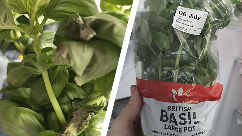 fresh basil grocery store